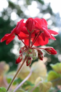 geranium     c EE, 2010