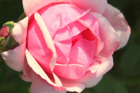 a rose in the wind      (c2013, EE)