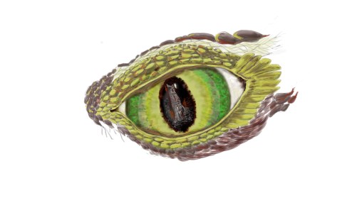 dragon_eye_greengold.sumo9